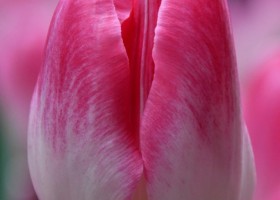 Tulipa Delta Chic ® (3)